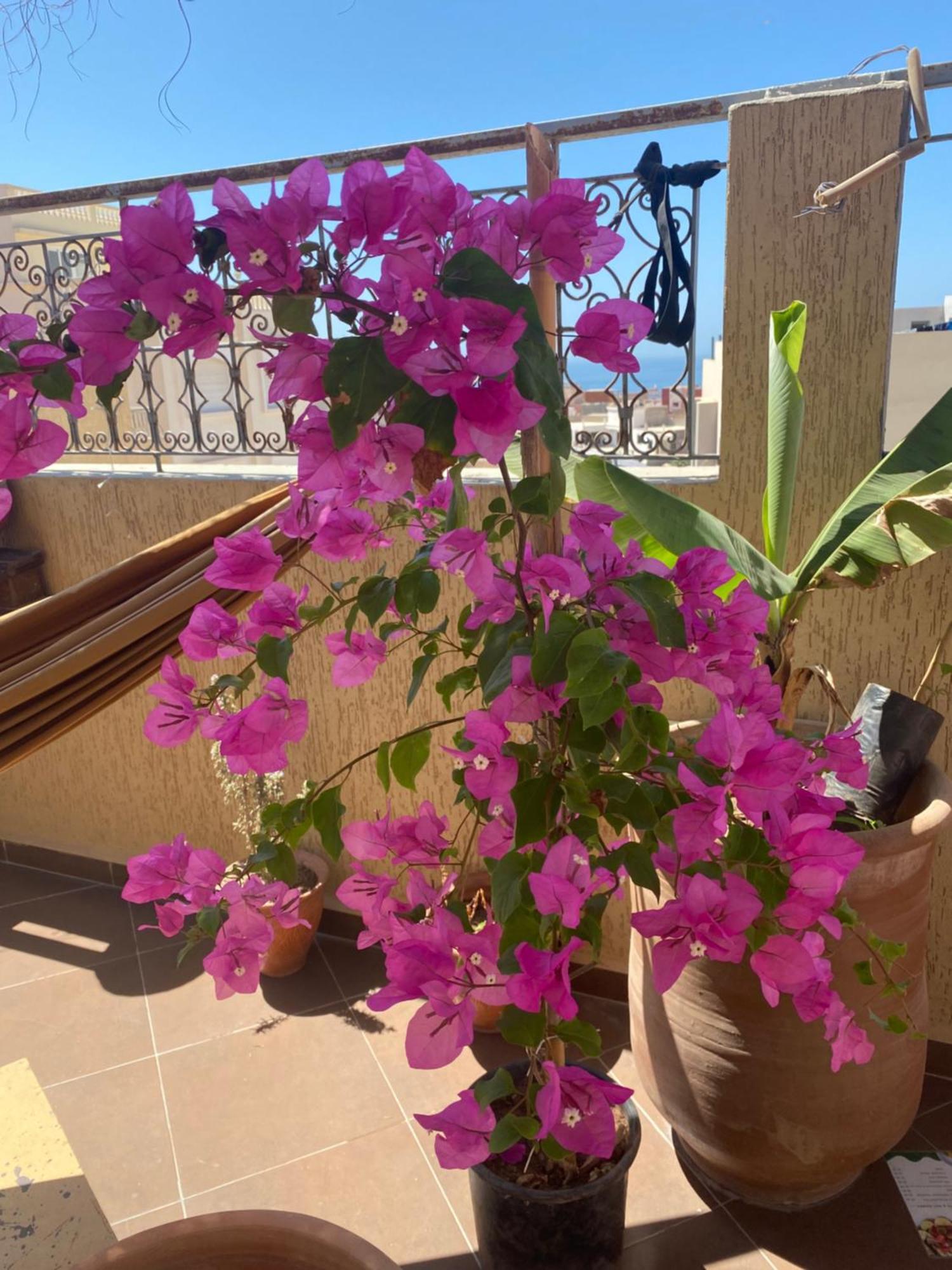 Fleur De Cactus, Guesthouse, Tamraght 외부 사진